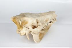 Skull Boar - Sus scrofa